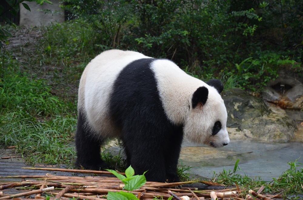 panda-3
