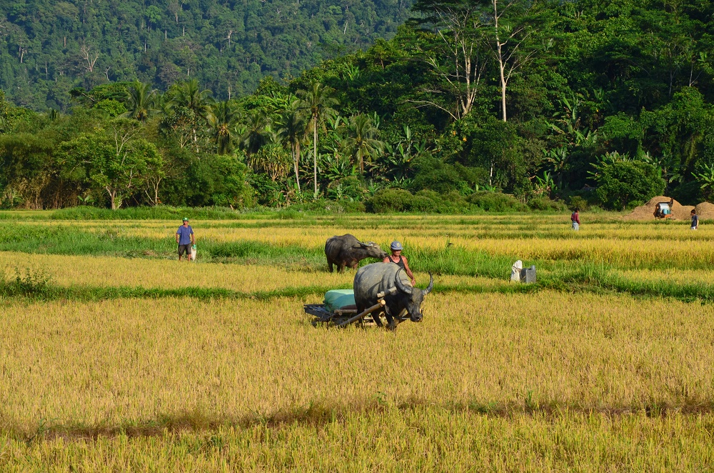 12 - travail dans les rizières