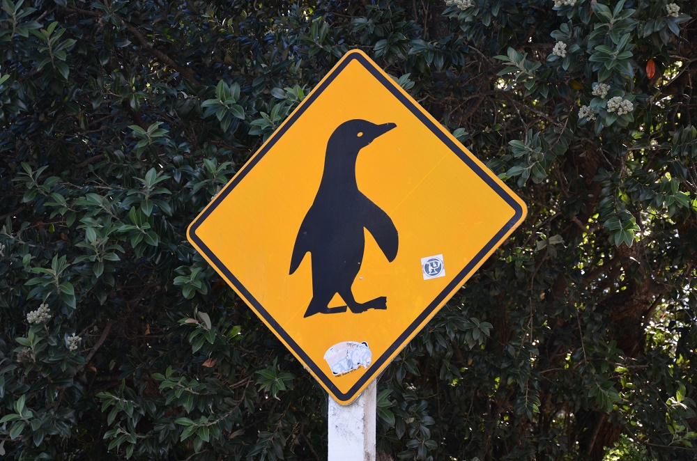 19 - pingouins