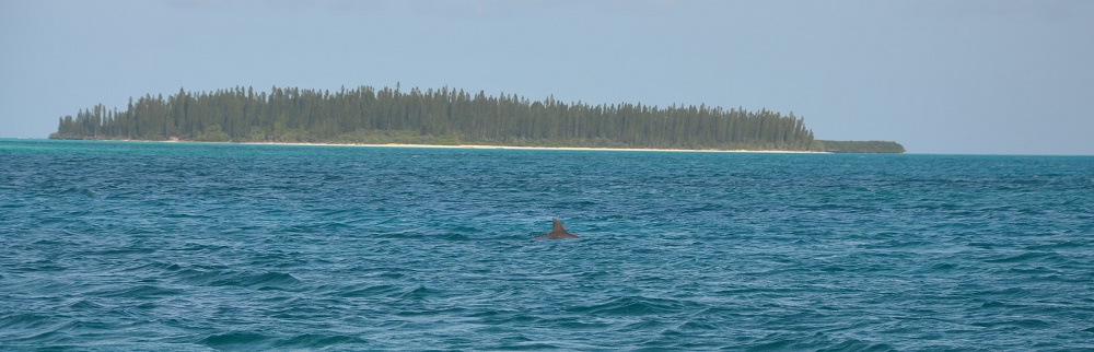 26 - dauphin et îlot Brosse