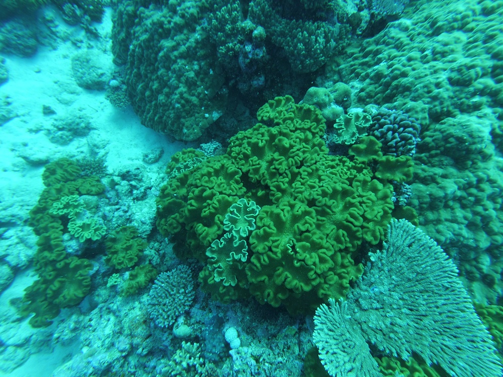 coraux